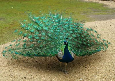 Beautiful male peacock at Cataract Gorge